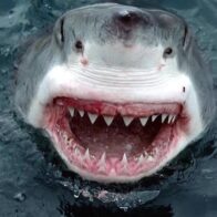 Hombre muere tras ser atacado por un tiburón en playa de Australia