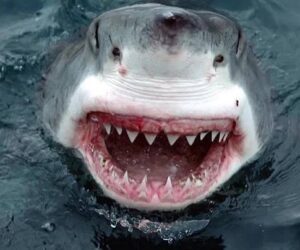Hombre muere tras ser atacado por un tiburón en playa de Australia
