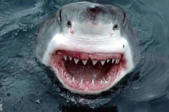 Hombre muere tras ser atacado por un tiburón en playa de Australia