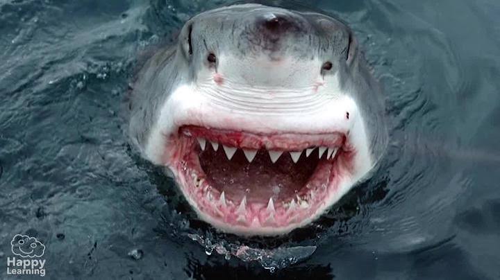 Hombre muere tras ser atacado por un tiburón en playa de Australia