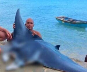 Detienen a hombre por captura ilegal de una mantarraya en Las Terrenas