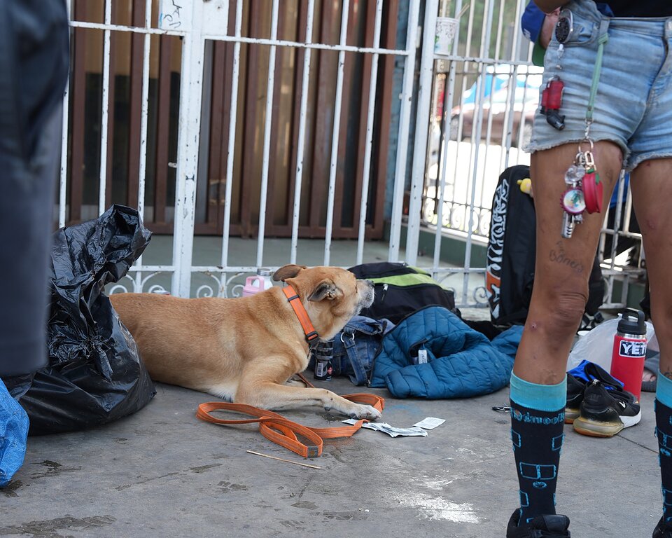 Las mascotas de Skid Row, la otra cara de la crisis de personas sin hogar en Los Ángeles
