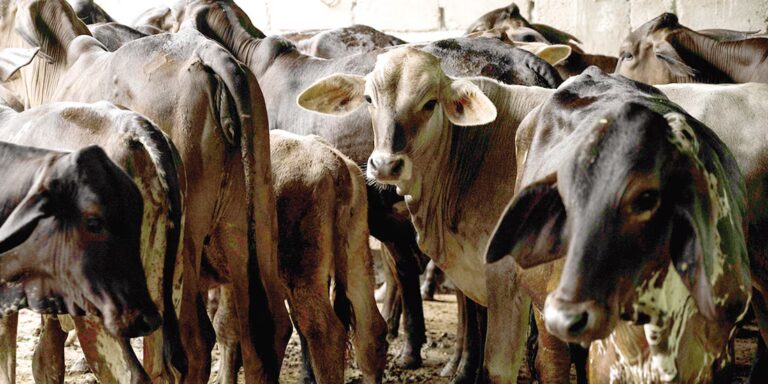 México suspende exportación de ganado a Estados Unidos por sospecha de fiebre aftosa