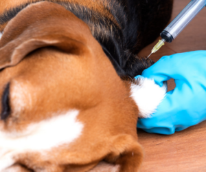 Salud Pública despliega jornada para vacunar perros y gatos contra la rabia