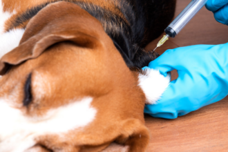 Salud Pública despliega jornada para vacunar perros y gatos contra la rabia