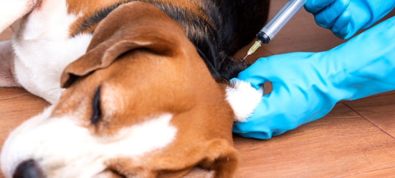 Salud Pública despliega jornada para vacunar perros y gatos contra la rabia