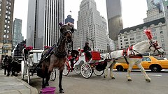 Nueva York busca prohibir los carruajes tirados por caballos a partir de 2028