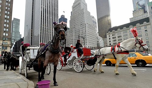Nueva York busca prohibir los carruajes tirados por caballos a partir de 2028