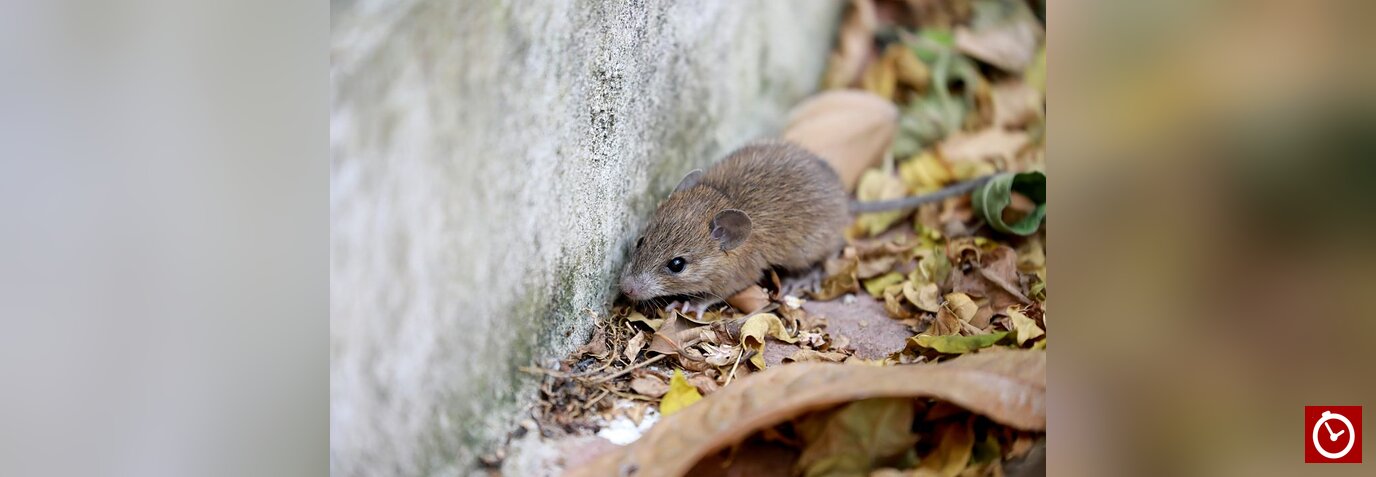 Leptospirosis deja 20 muertes en República Dominicana y casos aumentan un 91 % hasta septiembre