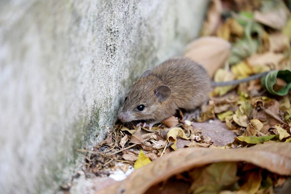 Leptospirosis deja 20 muertes en República Dominicana y casos aumentan un 91 % hasta septiembre
