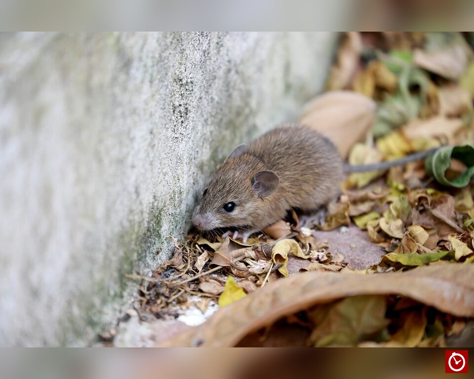Leptospirosis deja 20 muertes en República Dominicana y casos aumentan un 91 % hasta septiembre