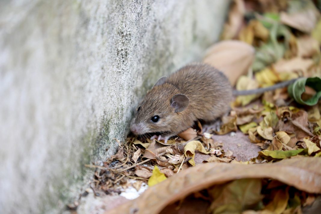 Leptospirosis deja 20 muertes en República Dominicana y casos aumentan un 91 % hasta septiembre