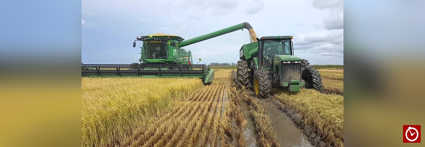 Finca de arroz.