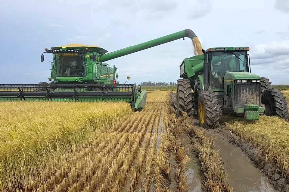 Finca de arroz.