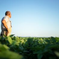 La soya sostenible gana protagonismo en la producción de pollo, cerdo y pescado en Latinoamérica