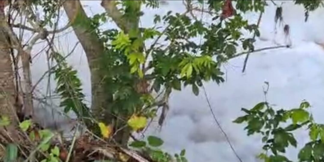 Arroceros denuncian aparición de espuma blanca en río Masacre y temen daños a cultivos