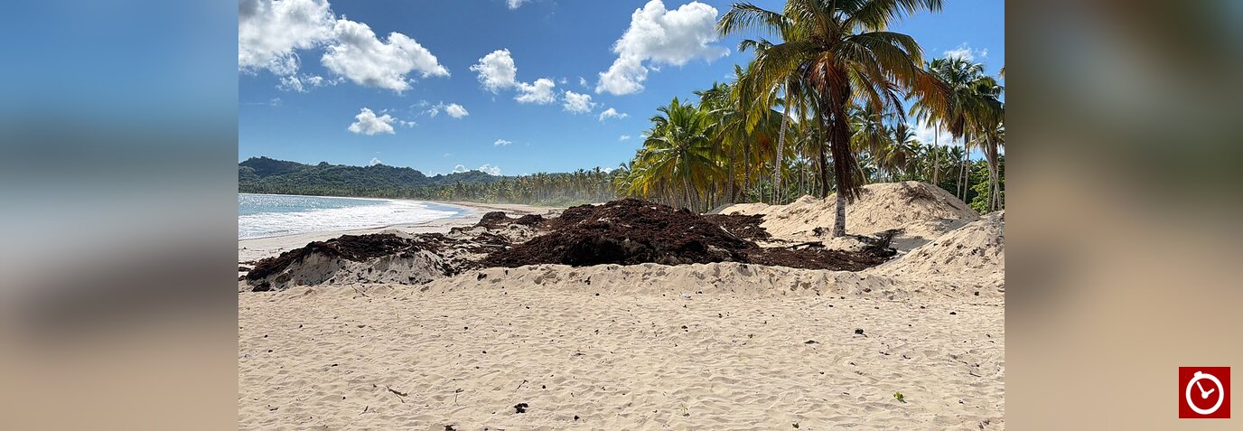 Vendedores de Playa Rincón denuncian paralización de trabajos contra el sargazo y reportan caída de ventas de hasta un 75 %