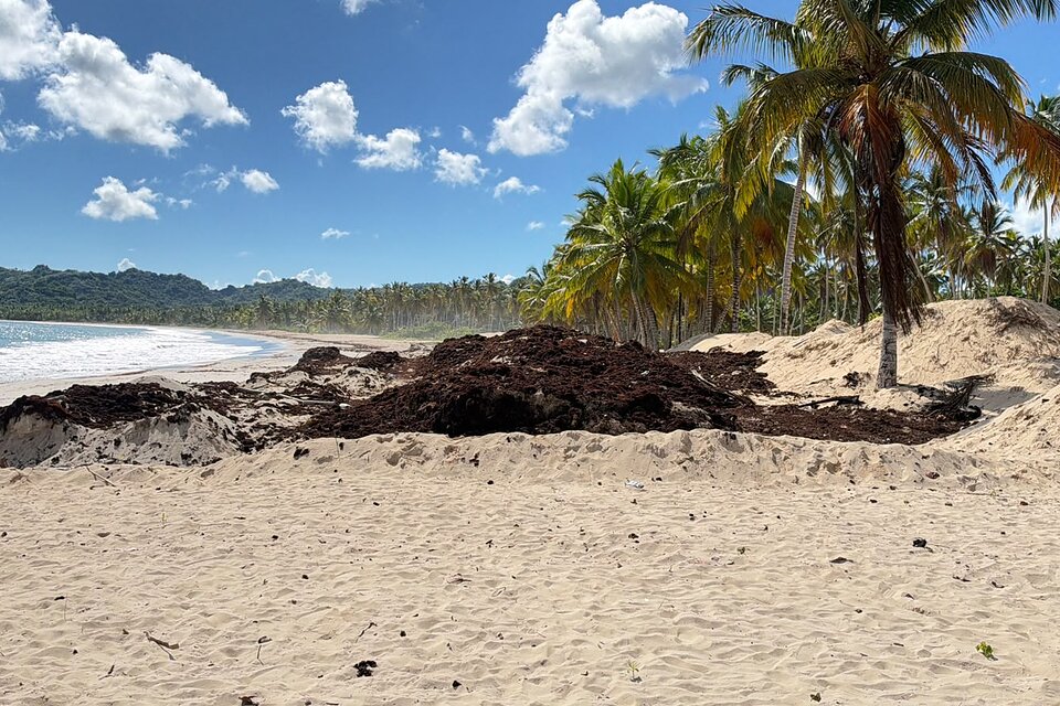 Vendedores de Playa Rincón denuncian paralización de trabajos contra el sargazo y reportan caída de ventas de hasta un 75 %