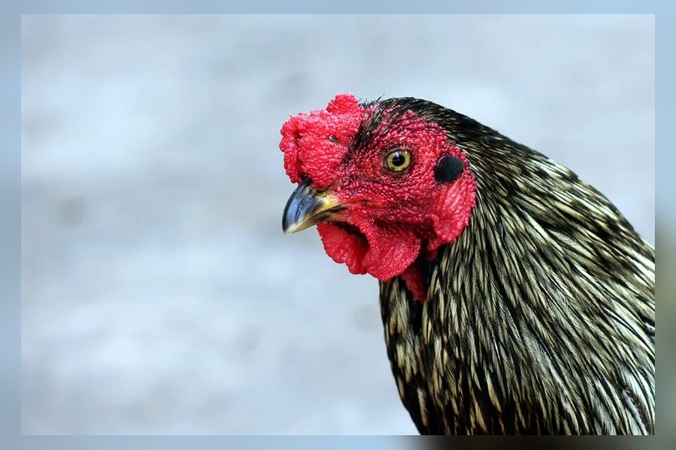 Martín, el gallo boliviano que vive en la puerta de un hospital tras la muerte de su dueño