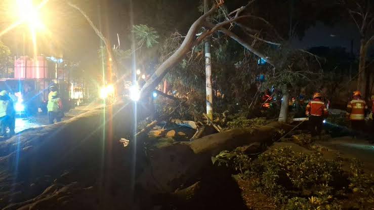 Árbol cae sobre clase de zumba en Guatemala y deja 17 personas heridas