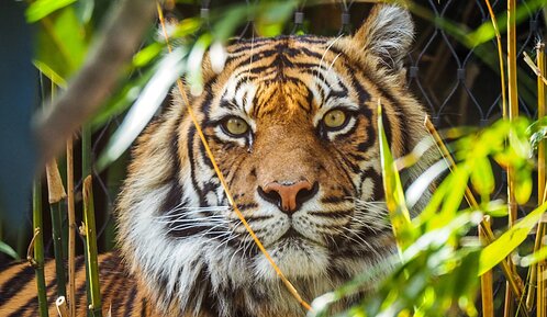 Hombre muere tras ser atacado por un tigre en zoológico de Inglaterra