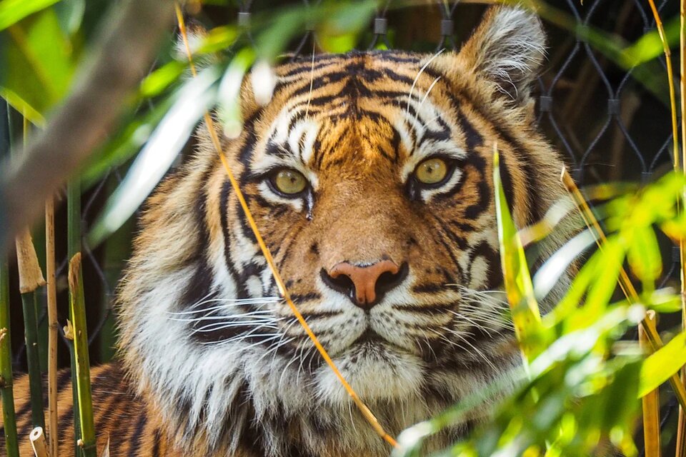 Hombre muere tras ser atacado por un tigre en zoológico de Inglaterra
