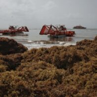 UE y el Caribe impulsan en Cancún inversiones para convertir el sargazo en cadena de valor