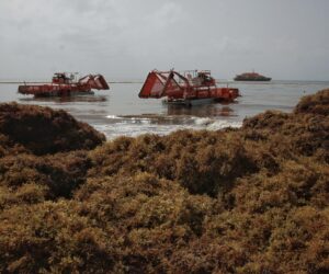 UE y el Caribe impulsan en Cancún inversiones para convertir el sargazo en cadena de valor